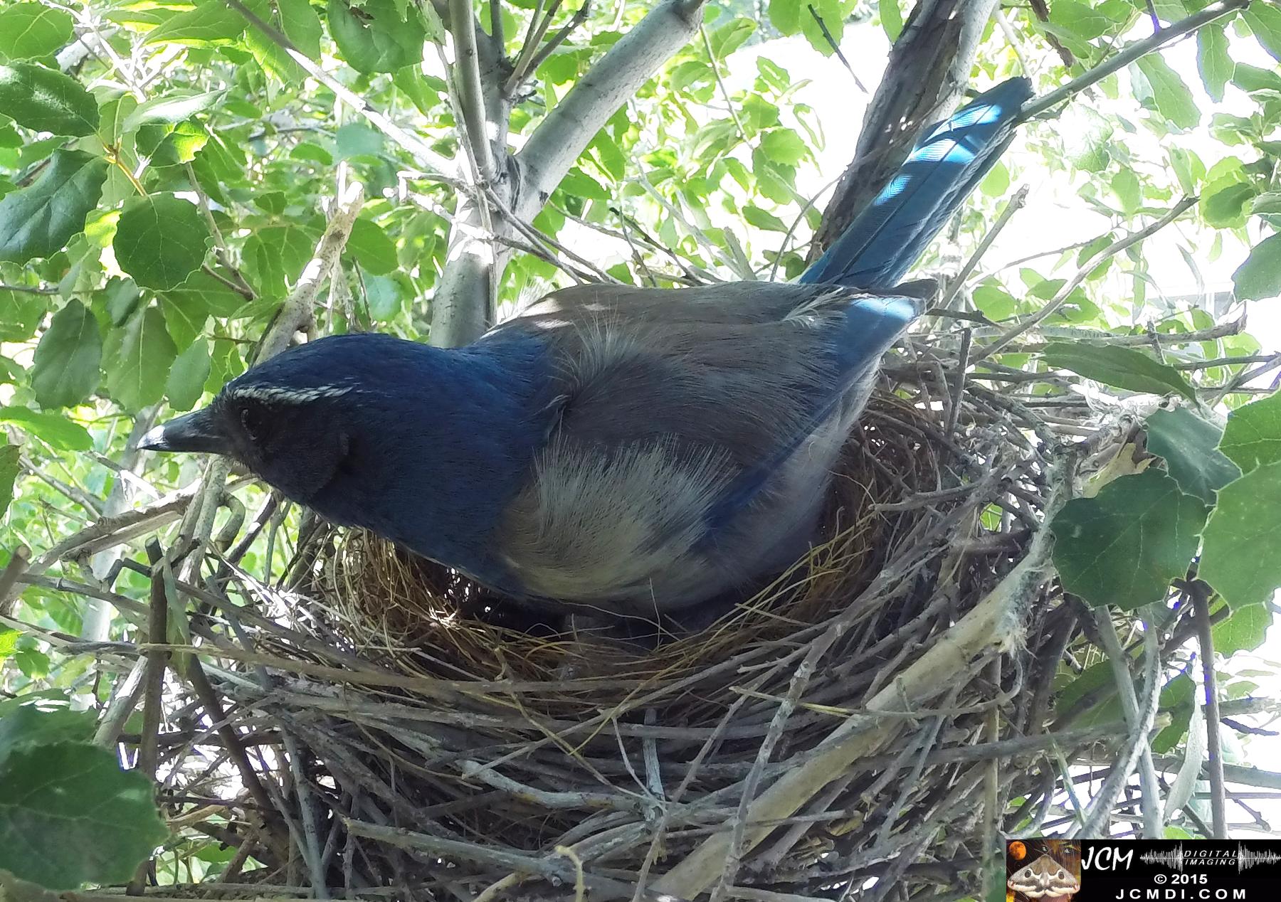 Scrub Jay female in nest wide view day